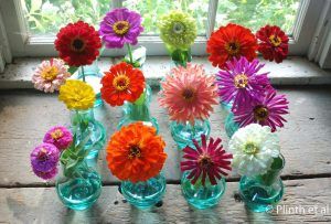 Propiedades de las flores medicinales