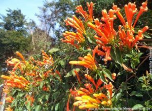 Compuesto de la crocosmia una promesa contra la diabetes