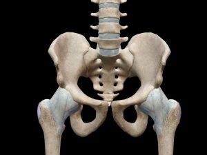 Evolución de la pelvis humana y la variación de su morfología