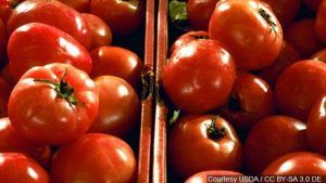 Residuos de tomates convertidos en energía