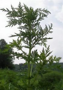 Beneficios de la Artemisa Annua