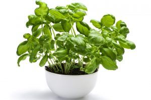 Propiedades de la albahaca que no conocías