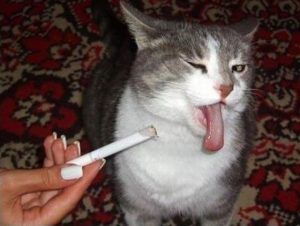 Efectos negativos del humo de tabaco en las mascotas