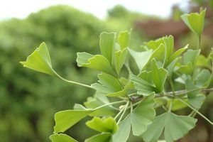 La riqueza del Ginkgo biloba