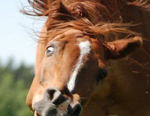 ¿Qué quieren los caballos?