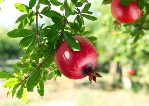 Cáscara de granada y diabetes en Alicante