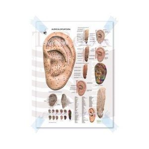 ¿Sesiones de Auriculoterapia para dejar de fumar?