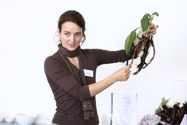 curso de naturopatia online universitario aprende sobre fitoterapia y plantas medicinales